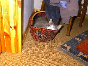 Benny im Korb1.jpg (506702 Byte)