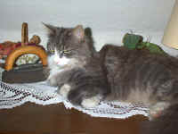 Benny leicht verzottelt